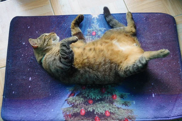 Şirin kedi yerde uyuyor.
