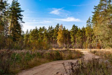 güneşli bir ormanda yol