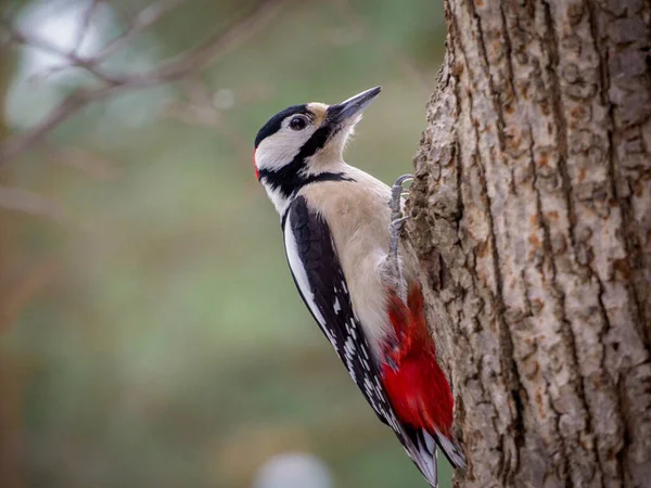 Dendrocopus Major Großspecht — Stockfoto