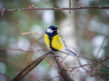 Great tit on a branch in the forest