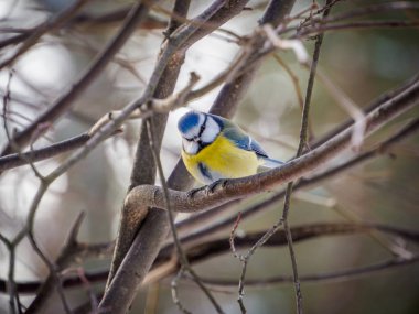 Blue tit in the forest on a branch