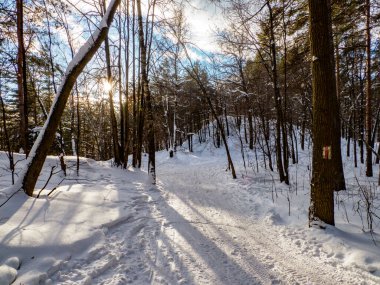 Ormanın kış güneşli bir günde