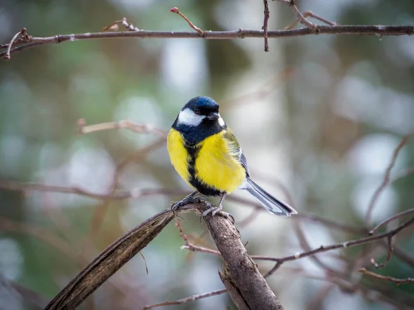 Great Tit Branch Forest — Stockfoto