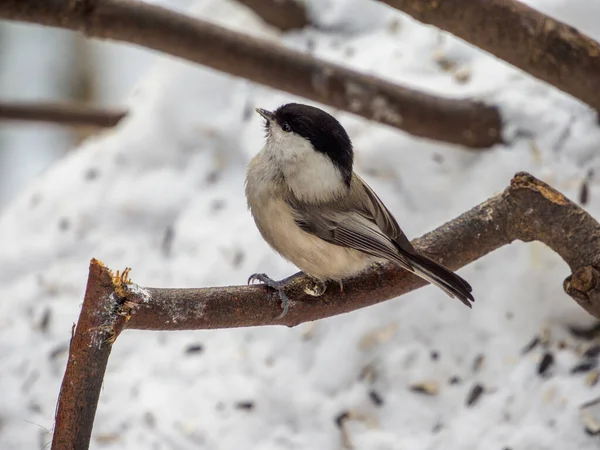 Willow Tit Branch Forest — Stockfoto