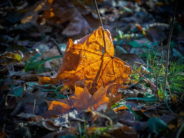 Una Foglia Nella Foresta — Foto Stock