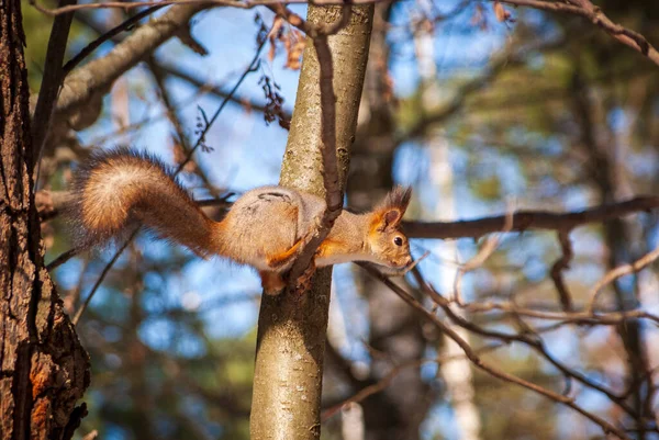 Ein Eichhörnchen Auf Einem Ast Wald — Stockfoto