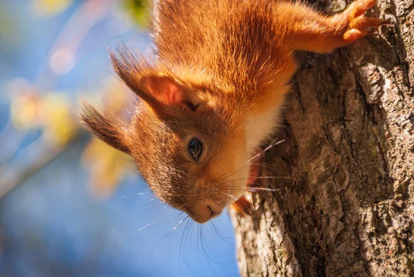 Pequeno Bebé Esquilo Numa Árvore — Fotografia de Stock