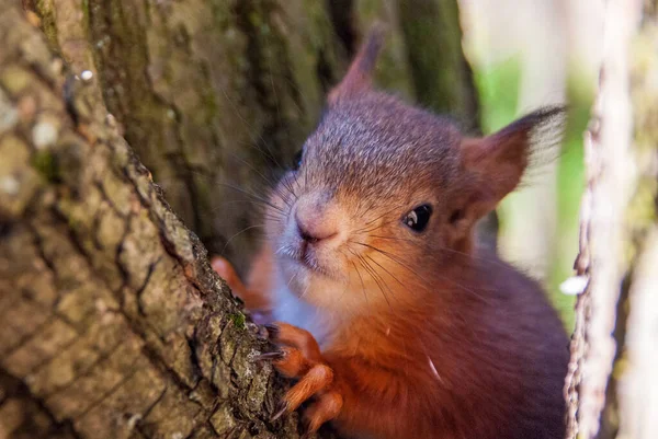 Ένα Μικρό Μωρό Σκίουρος Ένα Δέντρο — Φωτογραφία Αρχείου