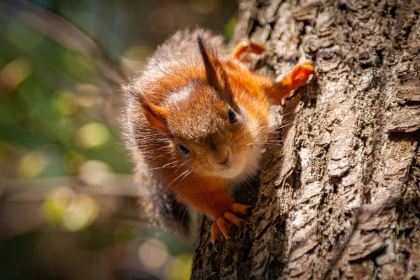 Pequeno Bebé Esquilo Numa Árvore — Fotografia de Stock