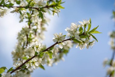 Baharda çiçek açan meyve ağacı