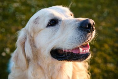 Yeşil çimlerin üzerinde güzel bir golden retriever köpeğinin portresi