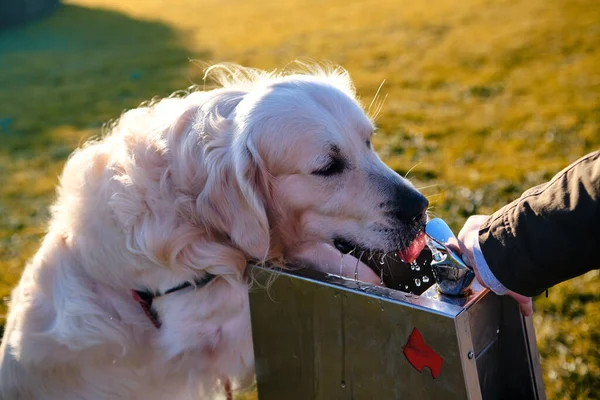Susamış Golden Retriever köpeği yeşil bir parktaki çeşmeden su içiyor.