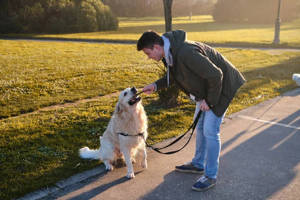 Beyaz çocuk yeşil bir parkta altın av köpeği eğitiyor.