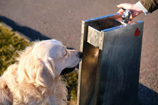 Caddedeki çeşmeye bakan susamış golden retriever köpeği.