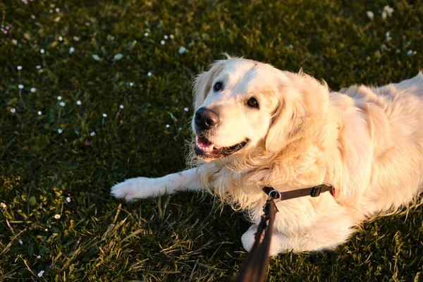 Yürüteç bakış açısıyla güzel bir golden retriever köpeğinin portresi.