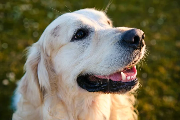 Yeşil çimlerin üzerinde güzel bir golden retriever köpeğinin portresi