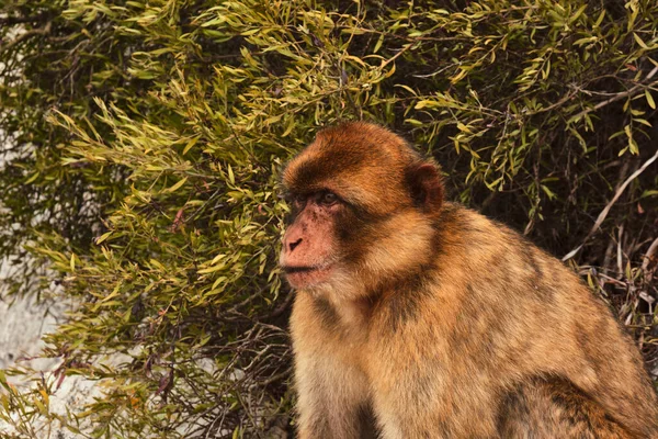 Bir Macaca Sylvanus maymunu yeşil yaprakların önünde, Cebelitarık Kayası 'nda.