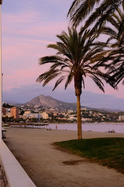 Palmiye ağaçlarıyla dolu bir plajı olan Malaga şehri. Dikey