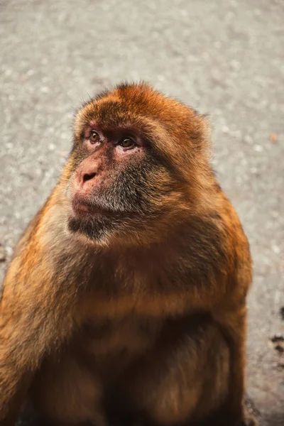 Cebelitarık Maymun Macaca Sylvanus 'un portresi Cebelitarık doğa koruma alanında.