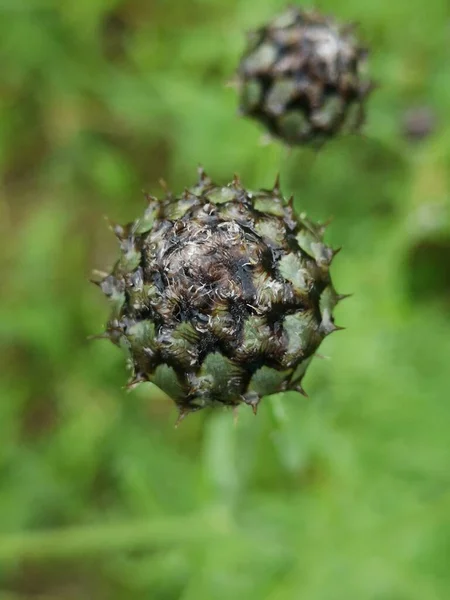 Thistle Bud Summer Day — Stock Photo, Image