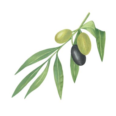 Yeşil ve siyah meyveli bir zeytin dalı