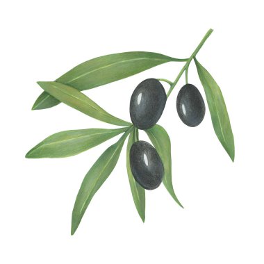Siyah meyveli bir zeytin dalı