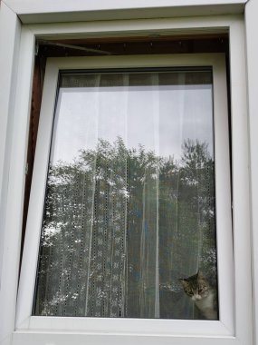   . Penceredeki kedi..