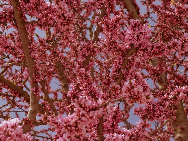 Mavi Gökyüzüne Karşı Ağaçta Açan Pembe Çiçekler — Stok fotoğraf