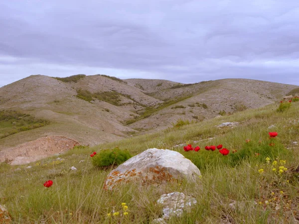Dağlarda açan kırmızı çiçekler Tepeler ve mavi gökyüzü