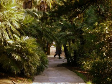 Parkta palmiye ağaçları arasında yürüyen bir kişi.