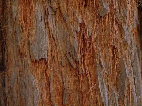 Close Brown Bark Texture Tree — Stock Photo, Image