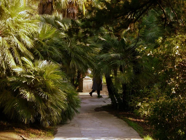 Ένα Άτομο Περπατά Ένα Μονοπάτι Ανάμεσα Φοίνικες Ένα Πάρκο — Φωτογραφία Αρχείου