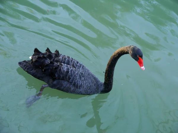 Black Swan Swimming Lake Monochrome — Stock Photo, Image