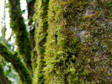 Ormandaki ağaç gövdesinde büyüyen yeşil yosun yakın plan.