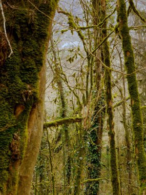 Sonbahar ormanında yeşil yosunlarla kaplı ağaçlar