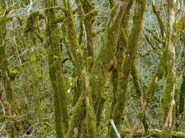 Islak ormanda yeşil yosun kaplı ağaçlar.