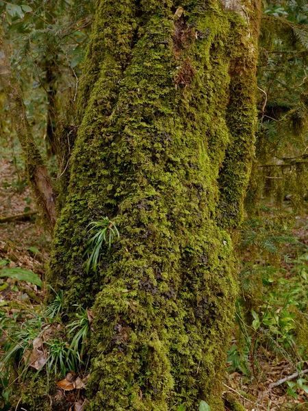 Close Green Moss Growing Tree Trunk Forest — Stock Photo, Image
