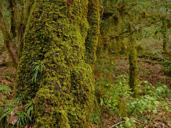 森の木の幹に生えている緑の苔のクローズアップ — ストック写真