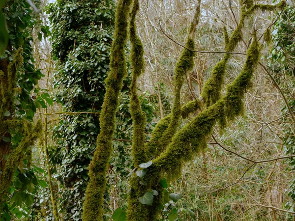 秋の森の緑の苔で覆われた木 — ストック写真