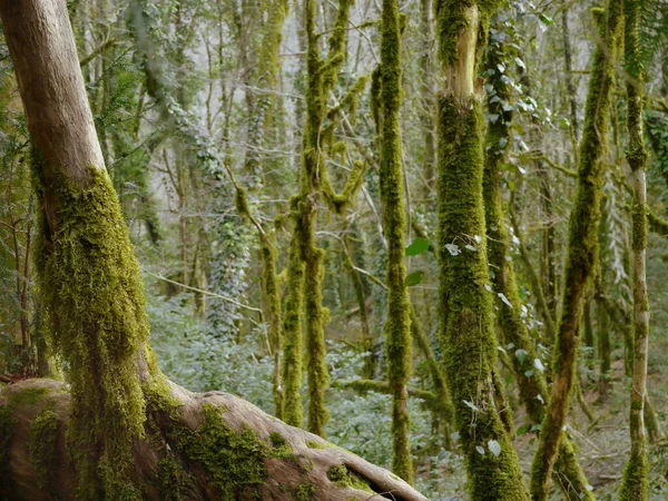 秋の森の緑の苔で覆われた木 — ストック写真