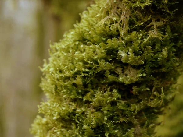 森の木の幹に生えている緑の苔のクローズアップ — ストック写真