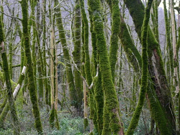 森の緑の苔で覆われた木 — ストック写真