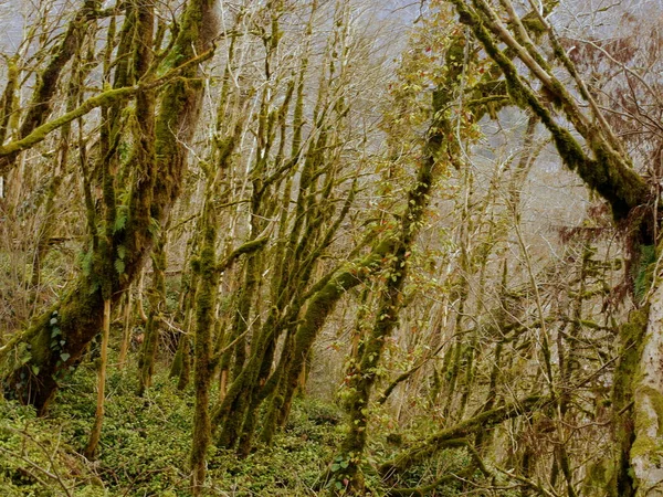 秋の森の苔の木の眺め — ストック写真