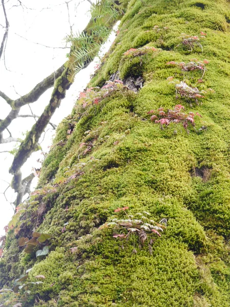 幹に生えている緑の苔のクローズアップ — ストック写真