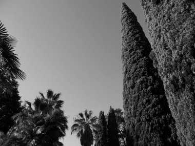 Gökyüzüne karşı tek renkli ağaç kronlarını göster