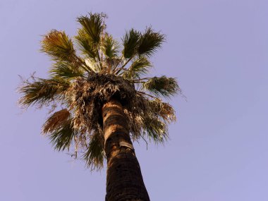 Gökyüzüne bakan palmiye ağacı manzarası