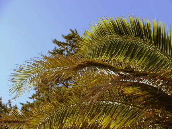棕榈树映衬天空 — 图库照片