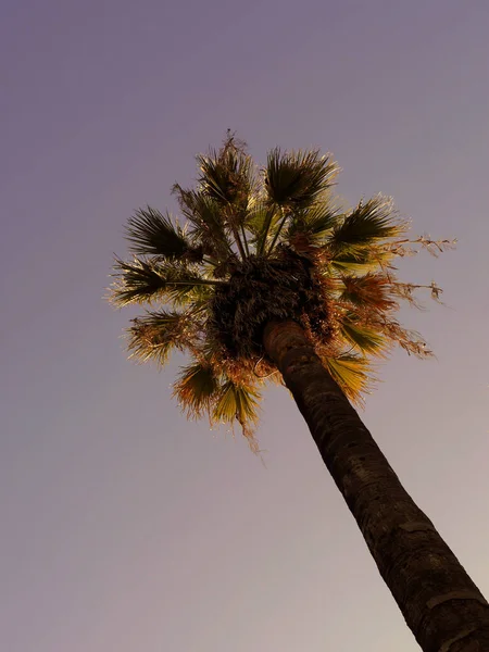 Vista Palmeira Contra Céu — Fotografia de Stock
