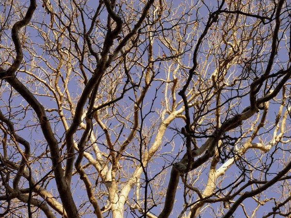 Ramos Nus Árvore Contra Céu — Fotografia de Stock