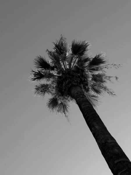 Προβολή Φοινικόδεντρου Ενάντια Στον Ουρανό Μονόχρωμο — Φωτογραφία Αρχείου